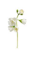 Twig of Jasmine (Philadelphus) double flowers isolated