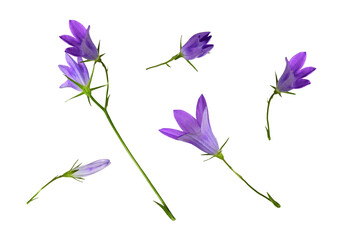 Set of purple campanula flowers isolated