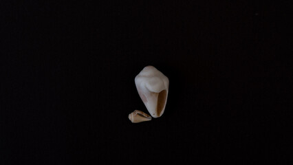seashells on a black background