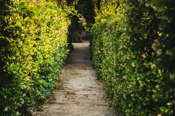 Path through a green hedge. Dense trimmed green plants