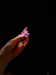 hand holding a small purple flower, Chamomile  on a dark background as symbol of women’day  and for earth day 