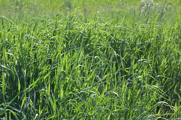 Green grass and blue sky. Meadow closeup background for farming or gardening, lawn in park, outdoor sport yard, abstract fresh greenery.
