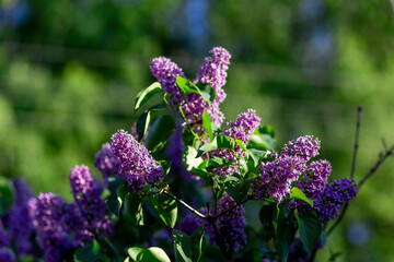 Flowering lilac flowers. Many colors