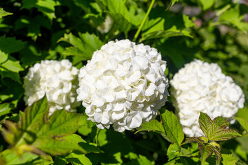 The white flowers of Peony Boule de Neige grow on a bush. Big twig snowball