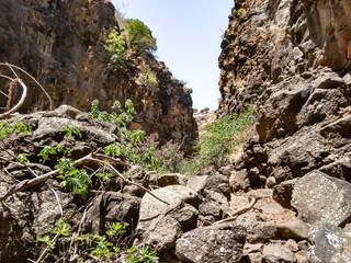 Nature  in the Black Gorge on the banks of the Zavitan stream in the Golan Heights, near to Qatsrin, northern Israel