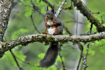 Écureuil roux (Sciurus vulgaris), Neuchâtel, Suisse.