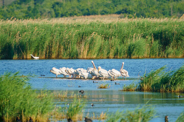 Naklejka premium Great White Pelican (Pelecanus onocrotalus) group perched in lake