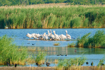 Great White Pelican (Pelecanus onocrotalus) group perched in lake