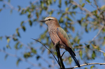 Purple Roller ( Coracias naevius ) Pilanesberg Nature Reserve, South  Africa