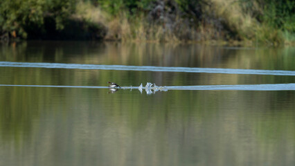 Little Grebe ( Tachybaptus ruficollis) Pilanesberg Nature Reserve, South Africa