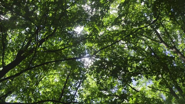 Trippy low-angle view looking up through breezy woodland trees, with beautiful green variations, motion, texture and depth. High quality FullHD tranquil nature footage.