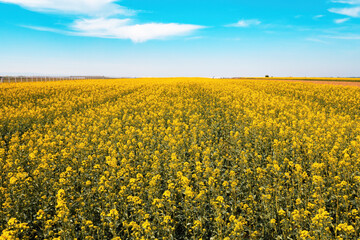 Wide angle landscape shot of blooming canola rapeseed field on sunny spring day