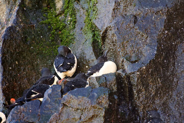Water flows down the rocks, but an excess of moisture does not interfere with the nesting of...
