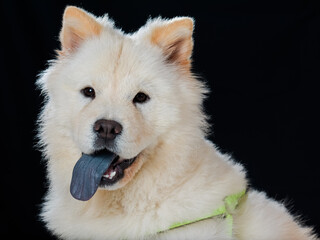 White Smiling Chow Chow puppy