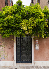 old charming facade with vegetation hanging over 