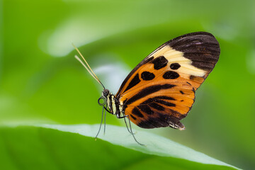 Papillon Heliconius