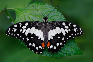 Papillon Papilio demoleus