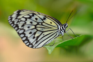 Papillon blanc et noir Le Grand Planeur - Idea leuconoe