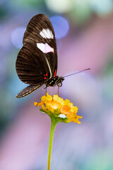 Papillon Heliconius erato