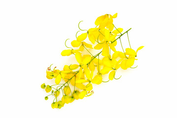 Golden shower or cassia fistula flower on white background.