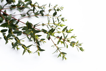 Green leaves of eucalyptus on white