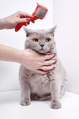 The girl combs the hair of a british shorthair cat