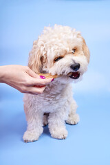 Maltipoo puppy biting a bone given to him by a girl