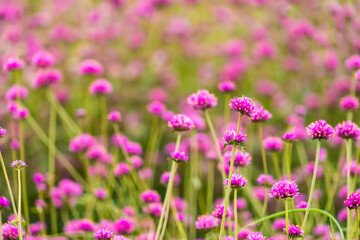 Close-up Of Purple Flowering Plants On Field