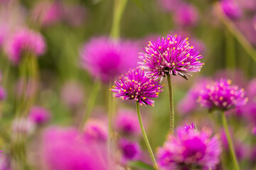 Close-up Of Purple Flowering Plants On Field