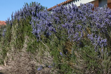 Rosemary hedge