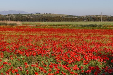 View of poppies in field