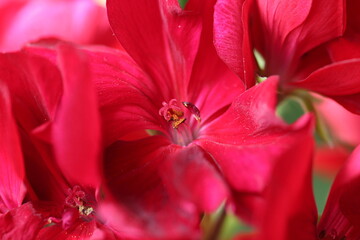 Close up of red geranium flower