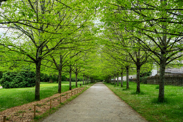 Fototapeta na wymiar alley of trees in spring
