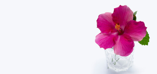 Hibiscus flower on white background.