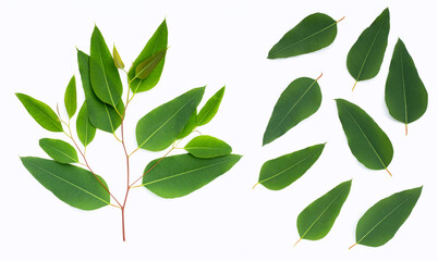 Eucalyptus leaves on white background.