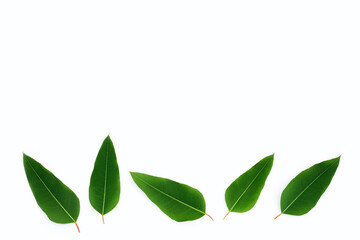 Eucalyptus leaves on white background.
