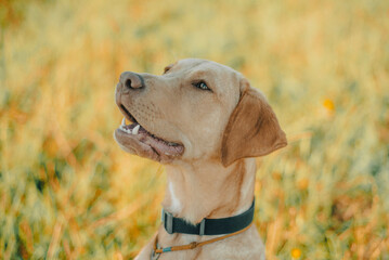 dog labrador retriever fawn color in nature, kind dog, bright big dog, labrador junior on the grass