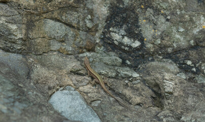 lizard on sunny rock outside.