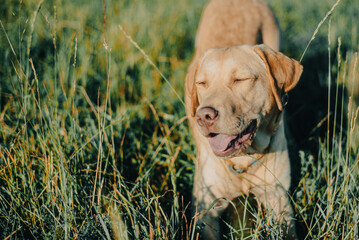 dog labrador retriever fawn color in nature, kind dog, bright big dog, labrador junior on the grass