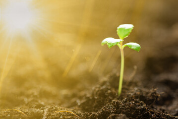 A small green sprout in the ground under the rays of the sun. Seedlings for transplanting into...