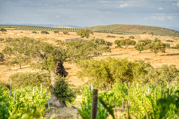 Fototapeta na wymiar Alentejo countryside, Portugal