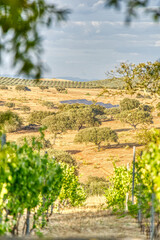 Fototapeta na wymiar Alentejo countryside, Portugal