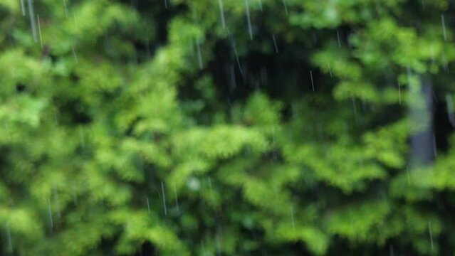 heavy summer rain with green foliage background