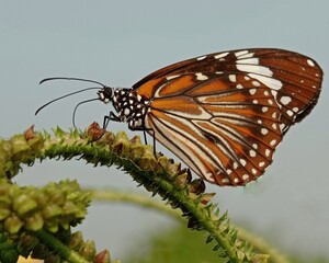 beautiful butterfly