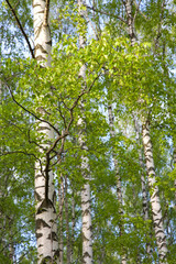 Lush first May greenery on a birch on a sunny day - 513904569