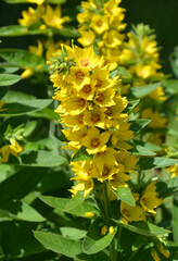 Goldfelberich blüht im Garten