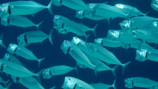 Close up of the school of Mackerel fish swims in the blue water with open mouth ram feeding on planton. Underwater shot