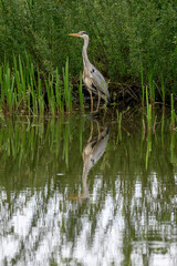 Fischreicher wartet im Teich auf seine Beute