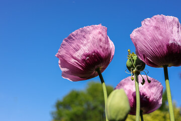 Flowers of opium poppy against blue sky. Papaver somniferum, commonly known as the opium poppy or breadseed poppy, is a species of flowering plant in the family Papaveraceae. - obrazy, fototapety, plakaty