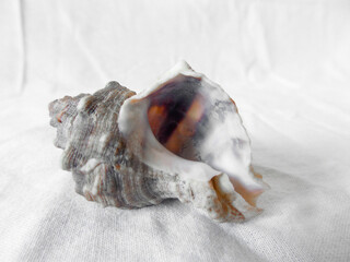 Decorative seashell on a white canvas